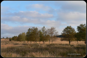 Fagnes d'automne