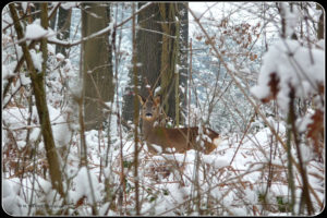 Biche dans neige