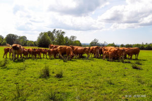 Vaches autour du gîte ...