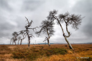 Arbres morts Fagnes