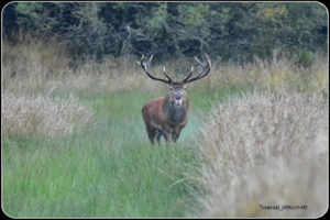 Cerf après combat face