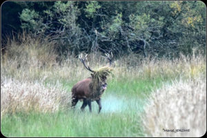 Cerf après le combat