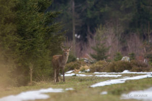 Biche esseulée