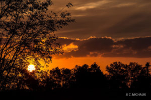 Coucher de soleil arbres