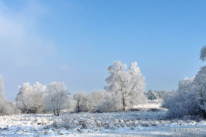 Fagnes neige