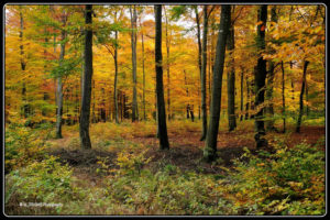 Paysage d'automne